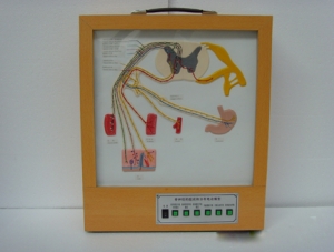 ZM8021 Electrical Model of Spinal Nerve Composition and Distribution