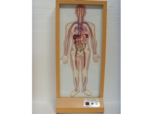 世界各地ZM8026 Embossed Human Size Cycle Electric Model