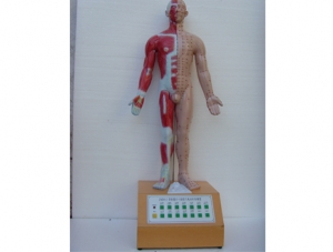 世界各地ZM8027 Voice Prompt Electric Model of Fourteen Meridians Acupuncture and Moxibustion