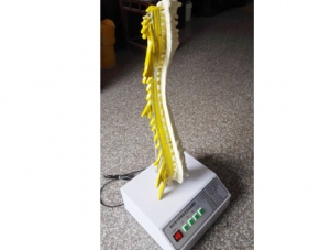 ZM8034 Electric model of the relationship between spinal bone and spinal nerve