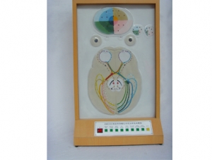 ZM8036 Visual conduction pupil light reflection motor model