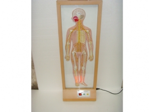 ZM8037 Relief whole body peripheral nerve electrical model