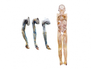 General specimen series