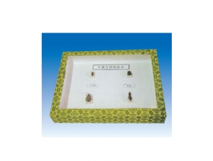 Four species of Hemiptera