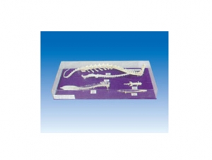 Vertebrate Five Class Spine Comparison
