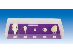 Comparison of the heads of the five classes of vertebrates