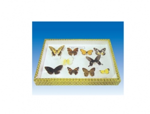 Ten Species of Lepidoptera