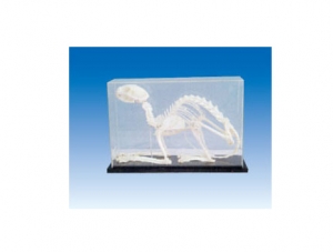 cat bones