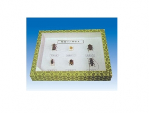 four coleopteran insects