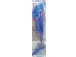 Cast Specimen Series 5