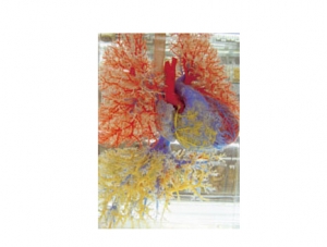 Cast Specimen Series 9
