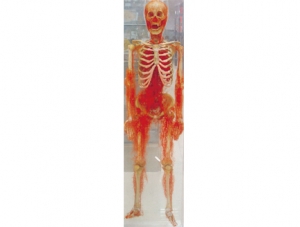Cast Specimen Series 14