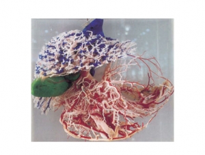 Cast Specimen Series 18