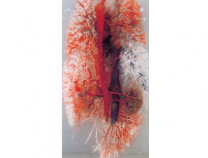 Cast Specimen Series 24