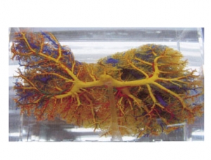 Cast Specimen Series 25