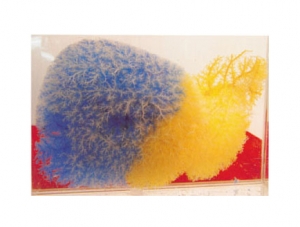 Cast Specimen Series 29