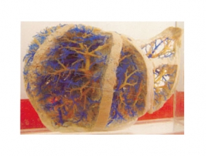 Cast Specimen Series 30