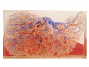 Cast Specimen Series 31