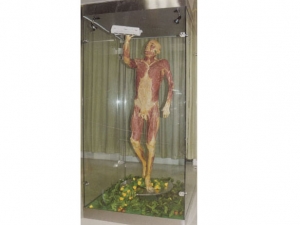 Plasticized Specimen Series 10