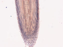 世界各地Lily root tip longitudinal section