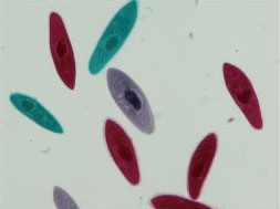 世界各地Paramecium