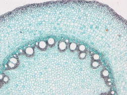 Monocotyledon cross section