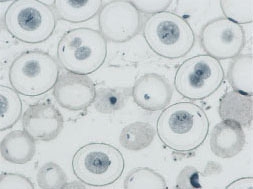 世界各地animal cell mitosis
