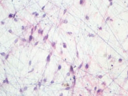 honey tissue