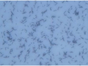 Lactobacillus casei