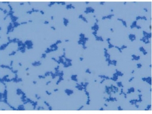世界各地Staphylococcus aureus