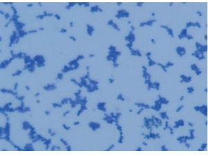 Staphylococcus aureus