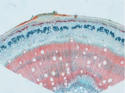 stem lenticels