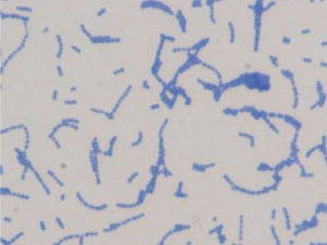 Bacillus subtilis