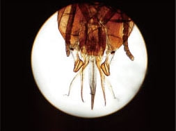 Insect chewer tablet