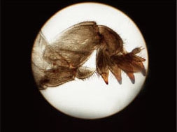 Insect Digging Foot Pack