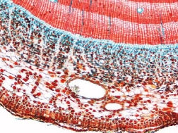 Cork cell slices