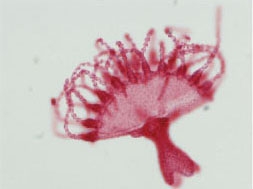 Twig worm jellyfish