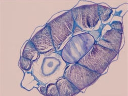 Cross-section of the intestine of amphioxus