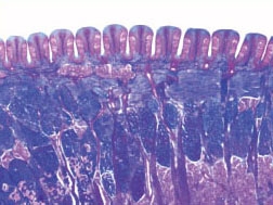 Leafy papillae with taste bud slices