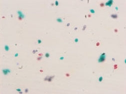 Chlamydomonas