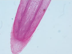 Corn root tip cross-cut