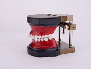 ZM-B11 Orthodontic Training Model