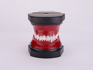 ZM-B11 Orthodontic Training Model