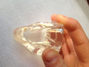 ZM-Cat Dentition 4_R1 Flat Cat