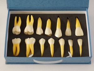 ZM-D9_D10 Quadruple Tooth Morphology