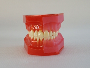 ZM-DSC01931_E1 dentition development model (9-12 years old)