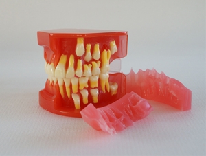 ZM-DSC01934_E1 dentition development model (9-12 years old)
