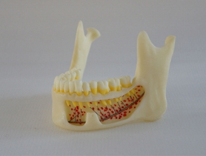 ZM-DSC02001_P1 artificial mandible anatomical model