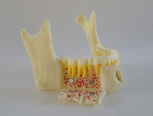 ZM-DSC02002_P1 artificial mandible anatomical model