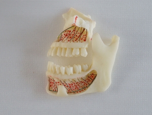 ZM-DSC02005_P4 Upper and lower jaw teaching model
